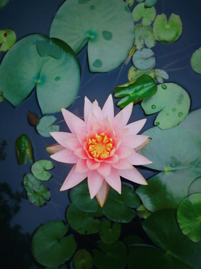 “廉潔修身”主題作品展（攝影組）